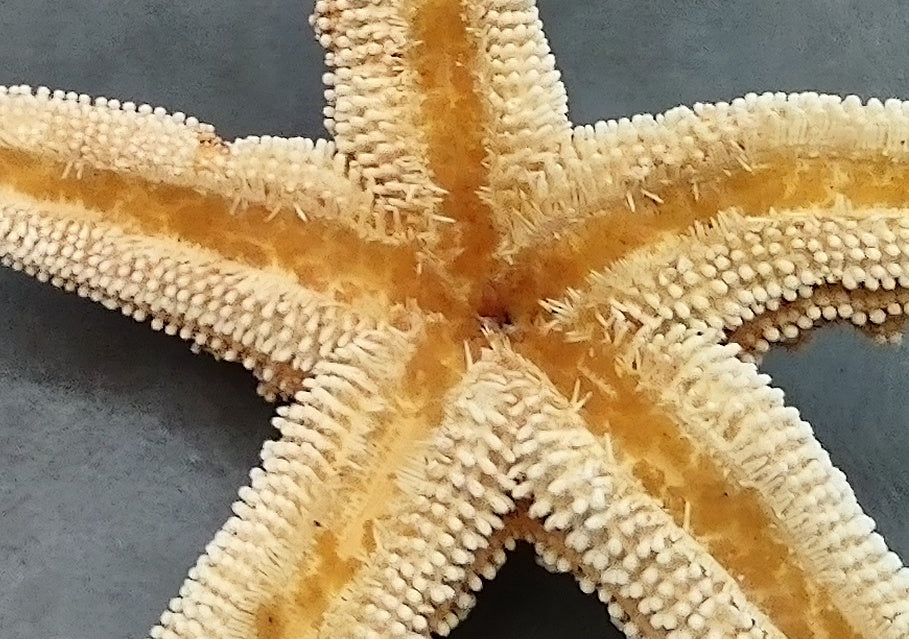 Large Sugar Starfish- Piaster Ochraceus - (1 starfish approx. 6 inches). Orange star with a ribbed design and thicker limbs. Copyright 2022 SeaShellSupply.com.