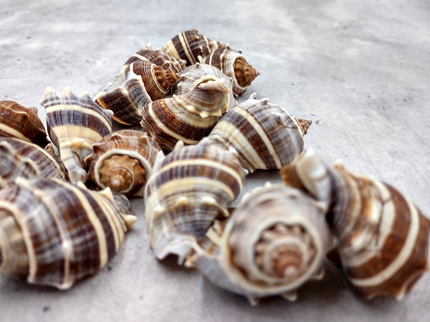 King Crown Conch Seashells Melongena Corona (2 shells approx. 2.5+ inches) Conch shell great for coastal crafting display & collections. Striped bunching of spiral shells. Copy right 2024 SeaShellSupply.com