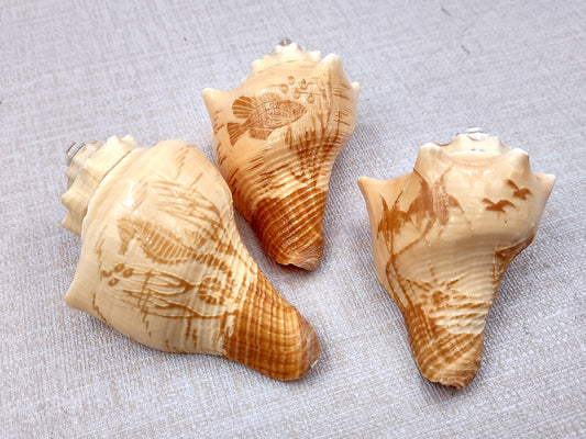 Image of Carved Conch Seashell Decorative Set Of Seahorse Fish And Sunset (3 shells approx. 3+ inches) Conch shell great for coastal crafting & gifting! Copyright 2024 SeaShellMart.com