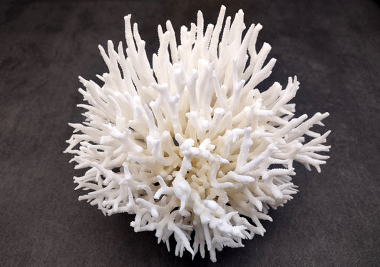 White Birdsnest Coral Cluster Seriatopora Hystrix (1 coral approx. 5-6+ inches) Great for ocean decor art projects crafts & collecting!