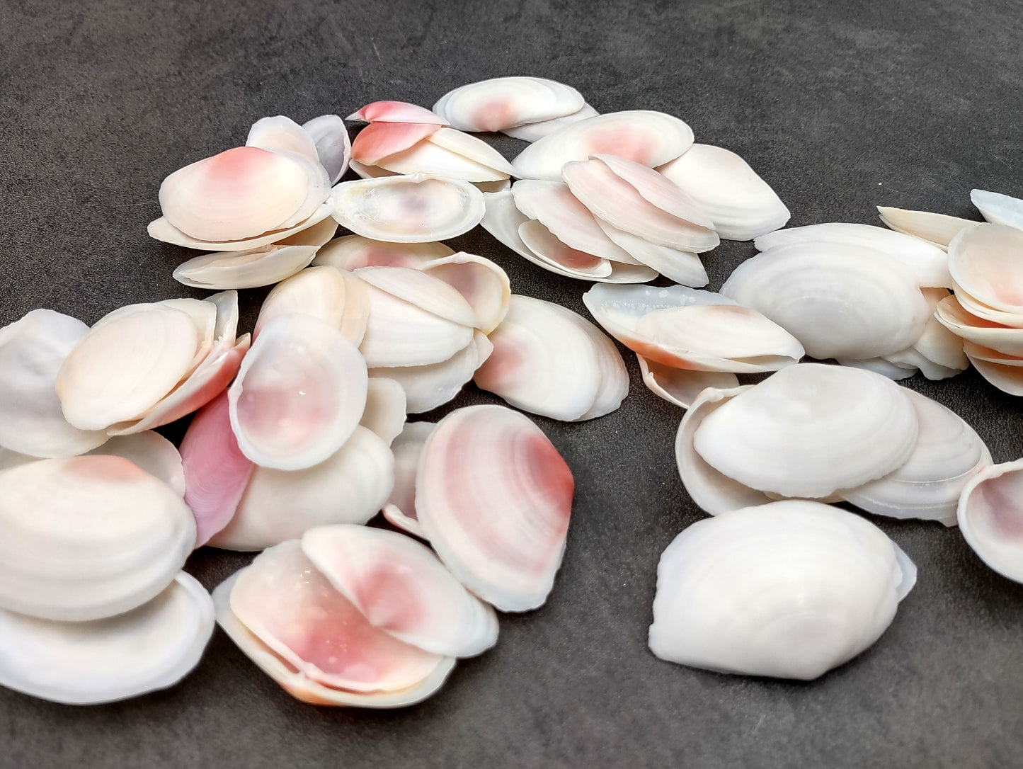 Light Pink Tellin Seashell Rose Petal Halves (30 shells approx. 1+ inches) Rose Pink White Sea Shells for home crafts & art projects!