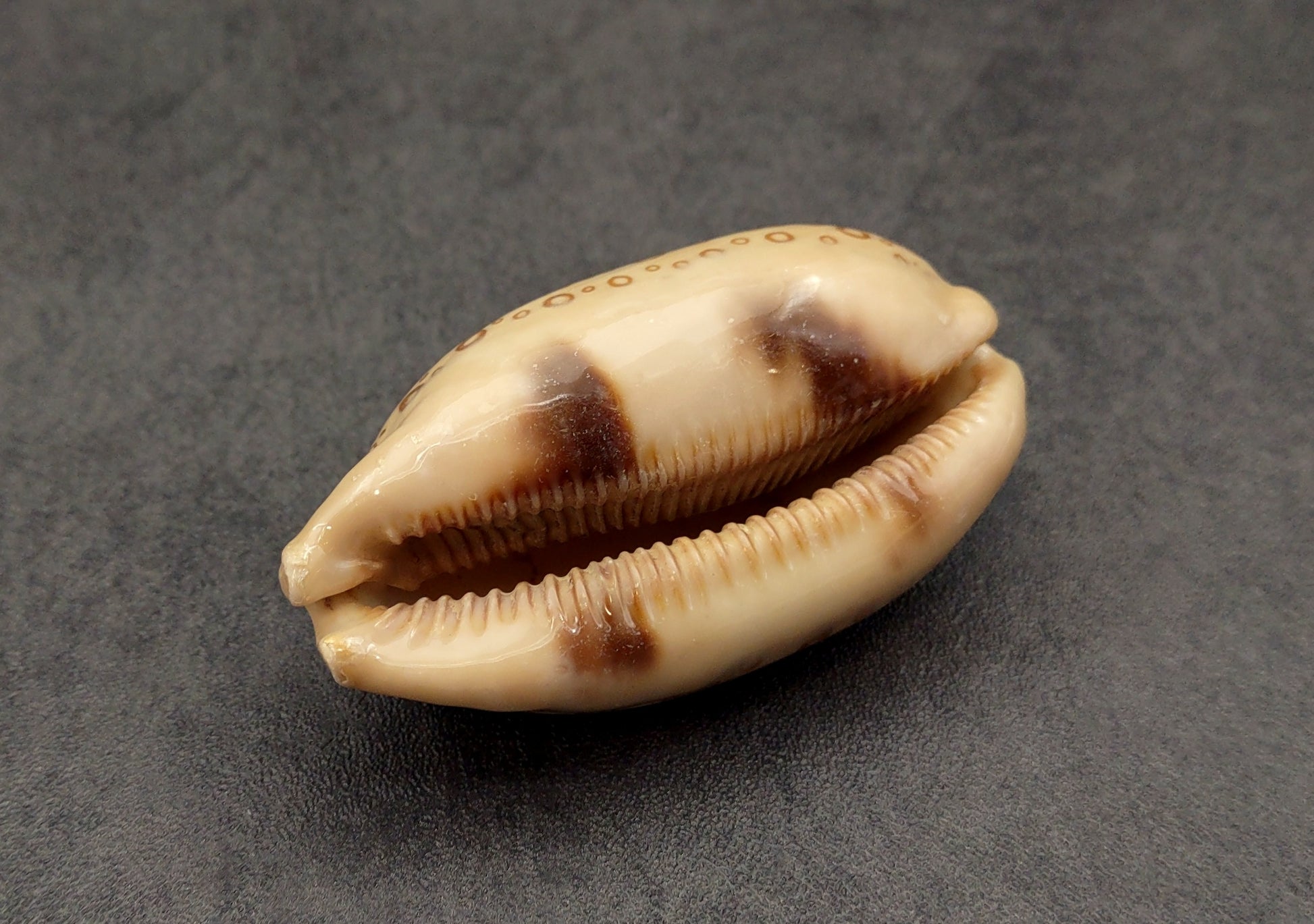 Eyed Cowrie Seashell - Cypraea Argus - (1 shell approx. 2.5-3 inches). Two shells, one showing the ribbed jagged edge of the wrapping of the shell and the other showing the outside design. Copyright 2022 SeaShellSupply.com.