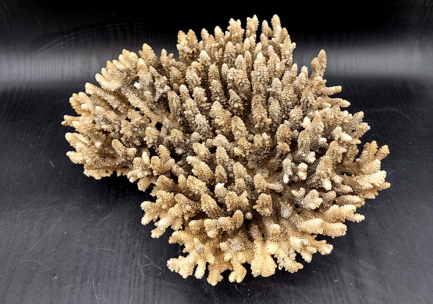 Image of Off White Natural Table Coral Large Cluster Acropora Latistella (1 coral approx. 12L x 4H x 10D inches) Copyright 2024 SeashellSupply.com