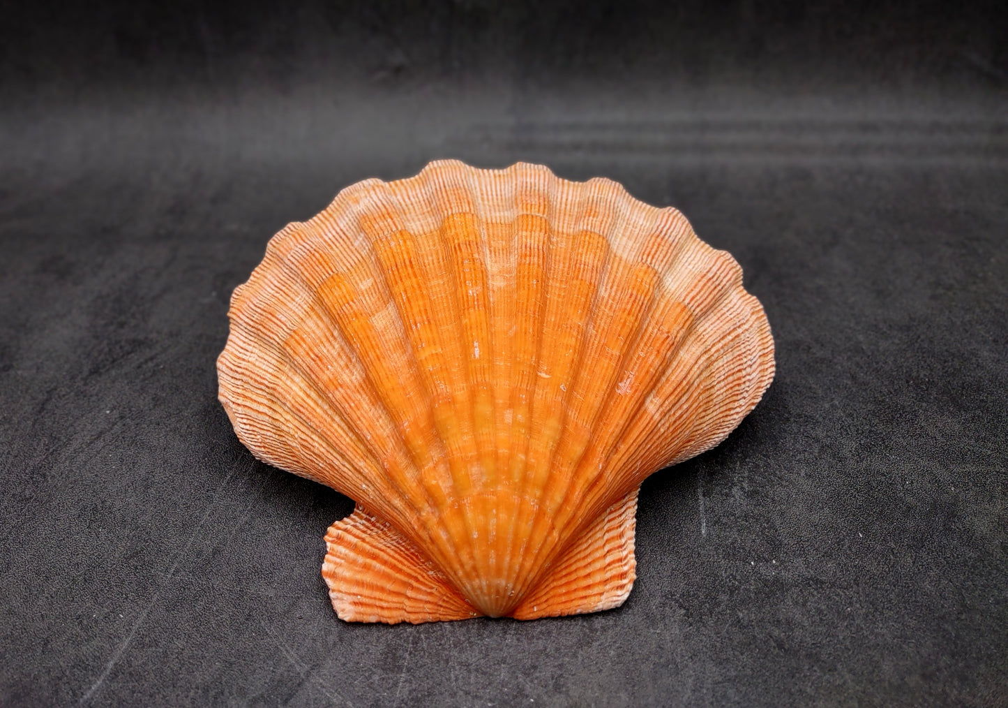 Orange Lion's Paw Scallop Seashell Pecten Subnodosus (1 shell approx. 6+ inches) Great shell for ocean decoration art projects & crafting!