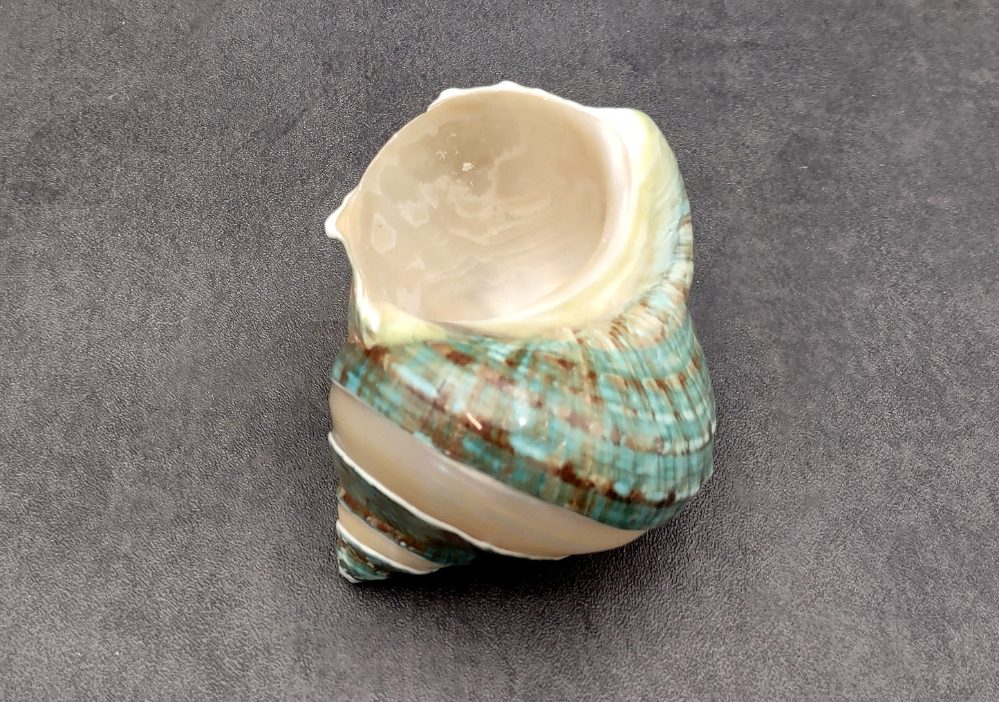 Polished Jade Green Turbo Seashell with Pearlized Stripe Turbo Burgessi (1 shell approx. 4+ inches) Shell for hermit crabs or collecting!