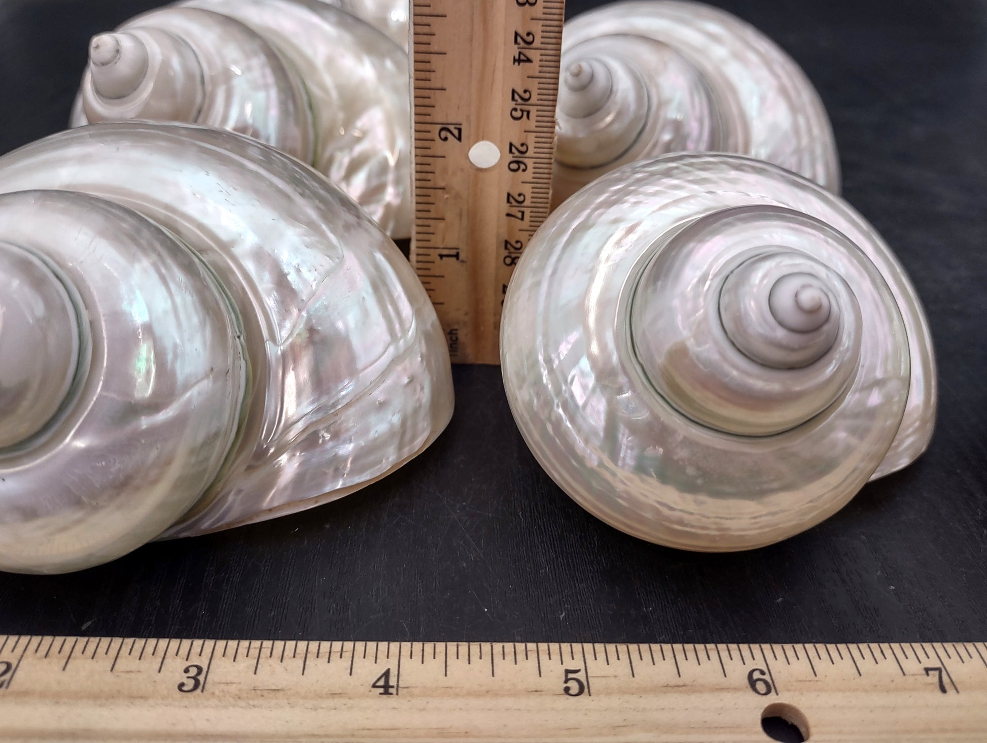 Pearlized Jade Turbo Shell (4 inches) - Turbo Burgessi. Two shiny and sort of reflective shells, one pointing to show the spiral and one showing the opening. Copyright 2022 SeaShellSupply.com.