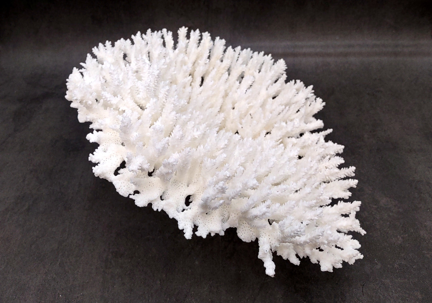 White Table Coral Large Cluster Acropora Latistella (1 coral approx. 13L x 6H x 10D inches) For home decor display & collecting!