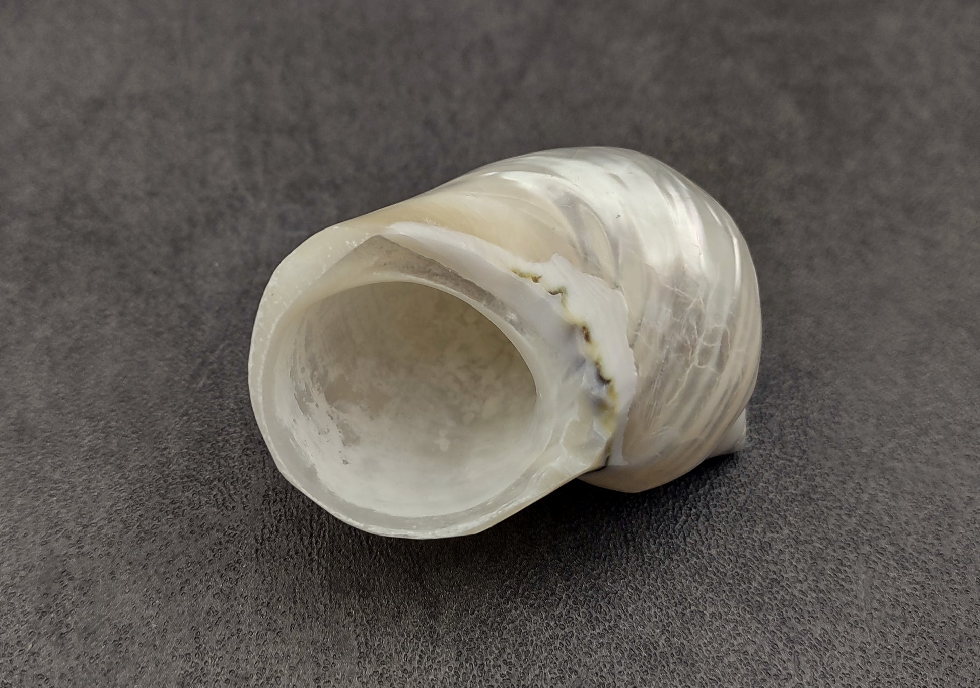 Pearlized Jade Turbo Shell - Turbo Burgessi - (2 shells approx. 2 inches) on dark background. Copyright 2024 SeaShellSupply.com.