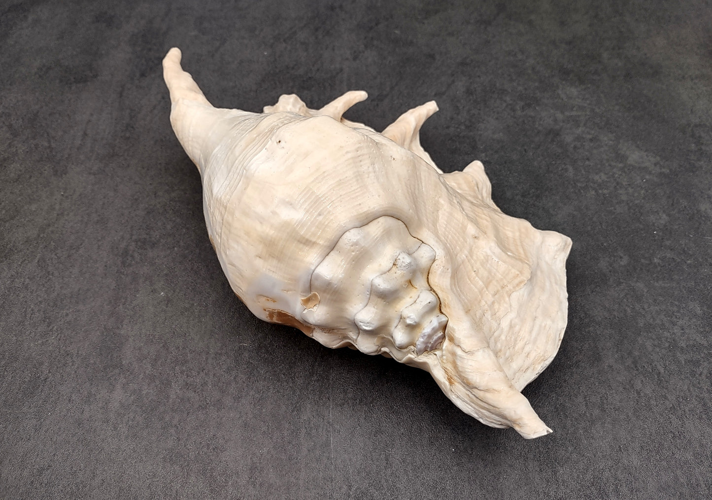 Giant Spider Conch Seashell XL Lambis Truncata (1 shell approx. 10+ inches) B GRADE Great Value For Decor, Arts, Crafts & Collecting!