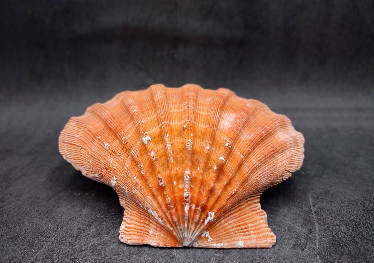 Orange Lion's Paw Scallop Seashell Pecten Subnodosus (1 shell approx. 6+ inches) Great shell for ocean decoration art projects & crafting!