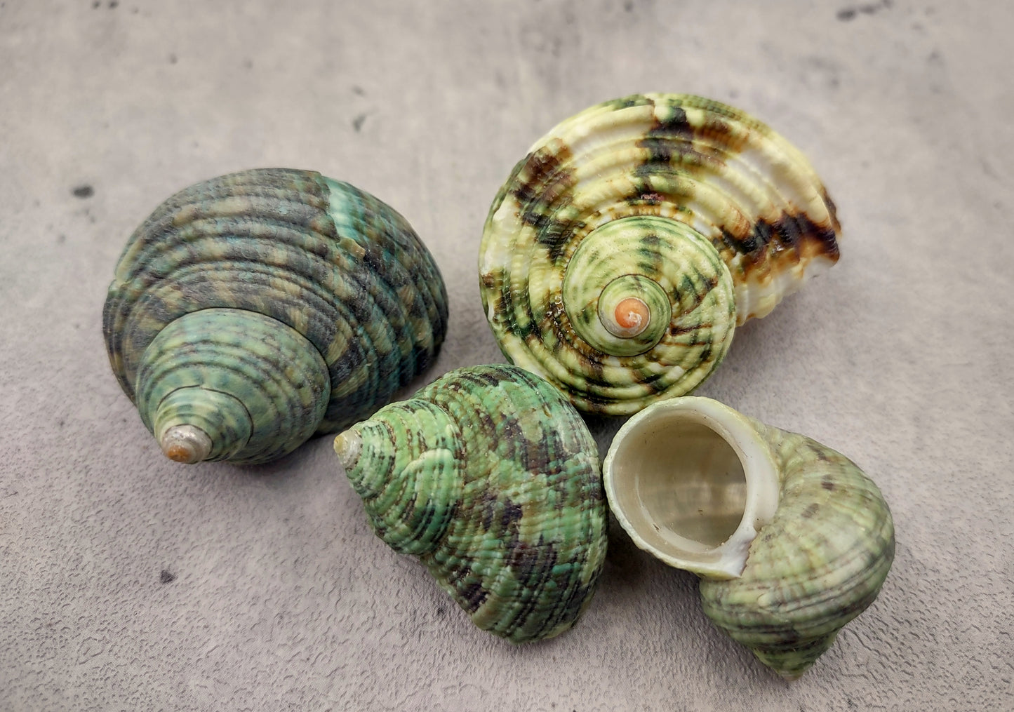 Green Silver Mouth Turbo Seashell - Turbo Argyrostoma - (4 shells approx. 1-2 inches). figurine glass smooth decoration with supportive base. Copyright 2022 SeaShellSupply.com.