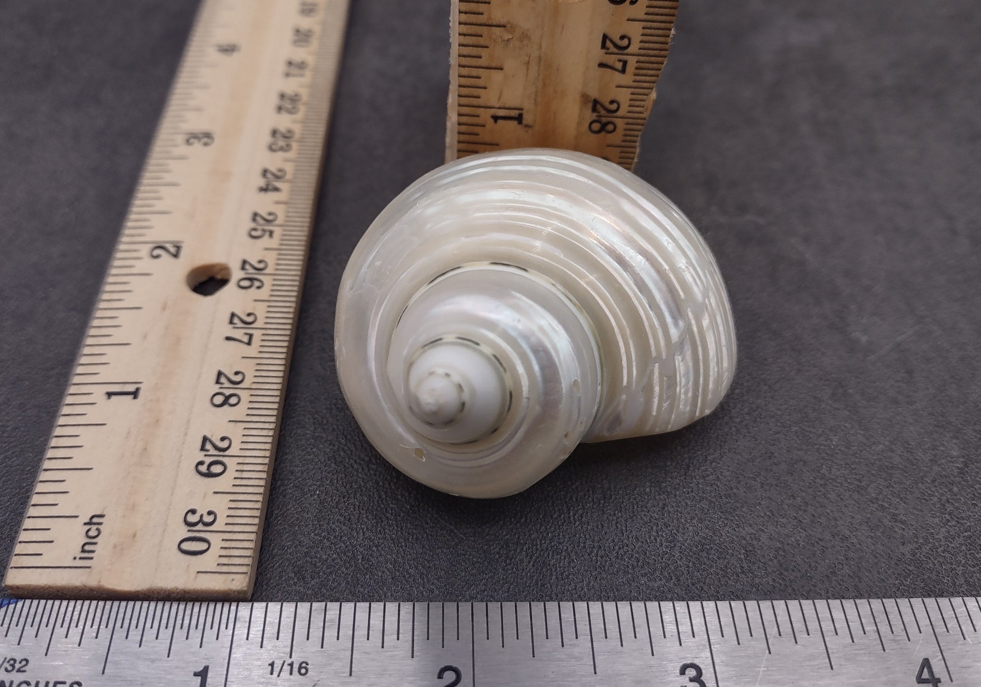 Pearlized Jade Turbo Shell - Turbo Burgessi - (2 shells approx. 2 inches) on dark background. Copyright 2024 SeaShellSupply.com.