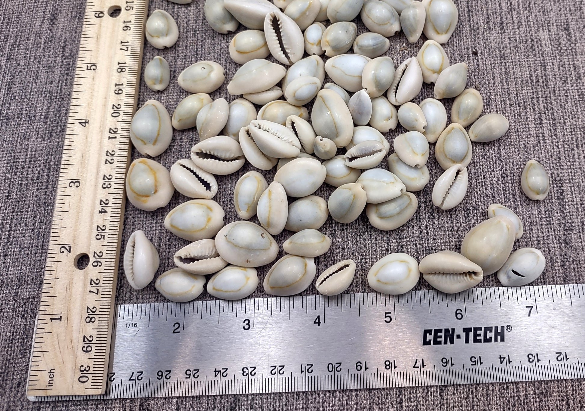 Ring Top Cowrie Seashells - Cypraea Annulus - (approx. 40-50 shells .5-.75 inches) Orange and tan ombre shells in pile. Copyright 2024 SeaShellSupply.com.