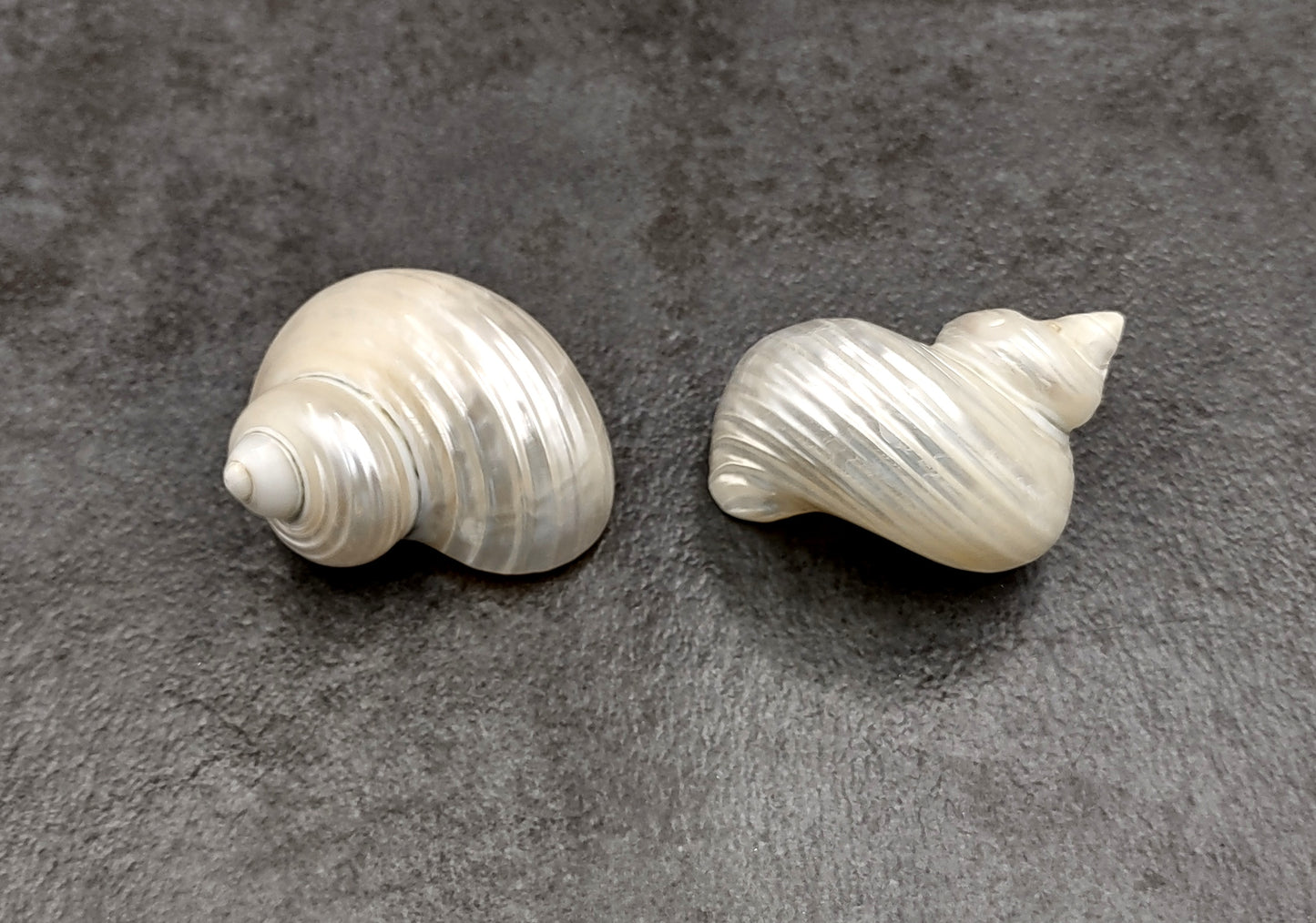 Pearlized Silver Mouth Turbo Seashells Turbo Argyrostoma (2 shells approx. 2+ inches) For hermit crabs art projects crafts & collecting!