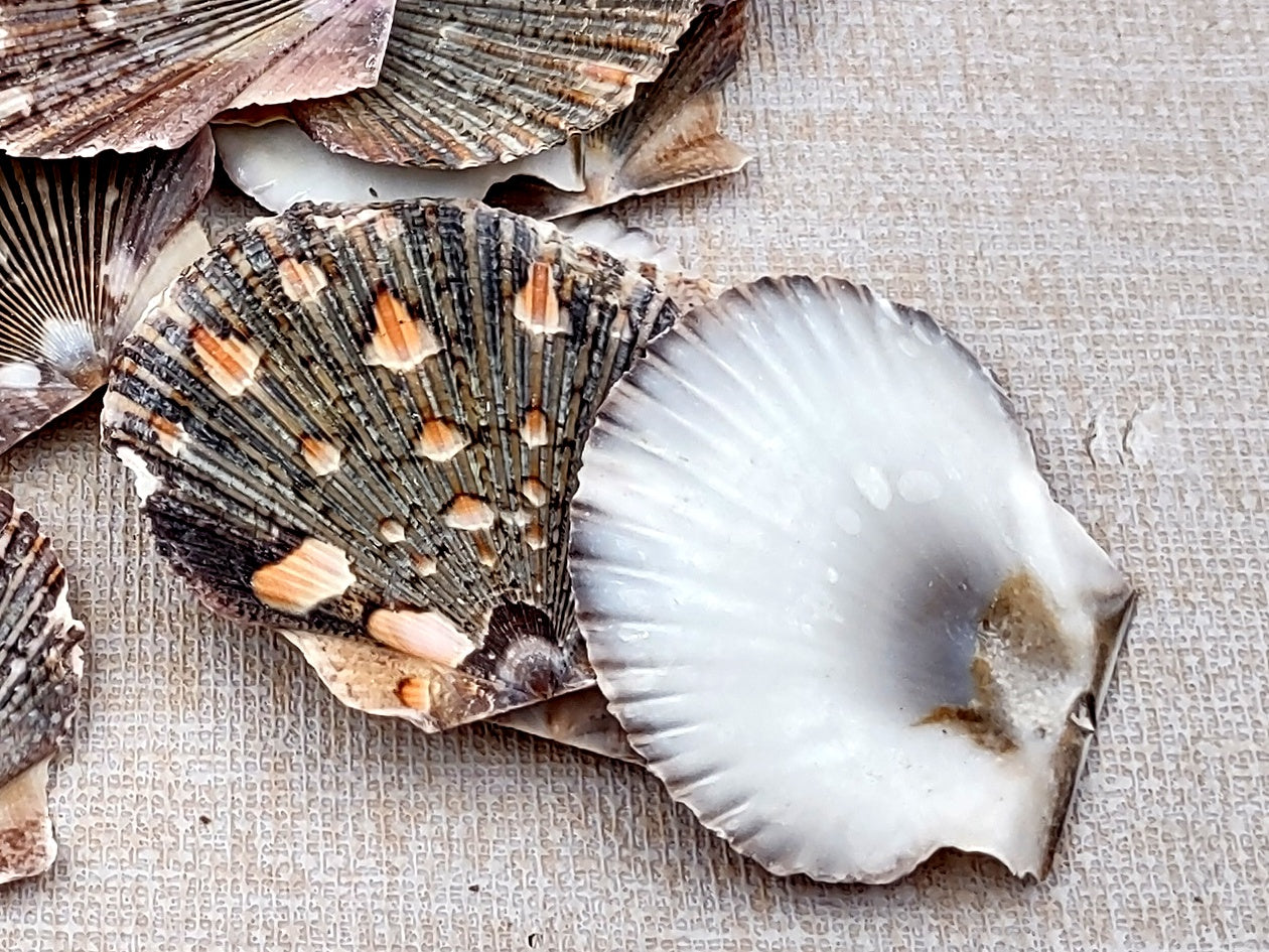 Flat Pixie Scallop Seashells Pecten (approx. half cup 10+ shells 0.5-1+ inches) Perfect shells for coastal crafting décor & collections!