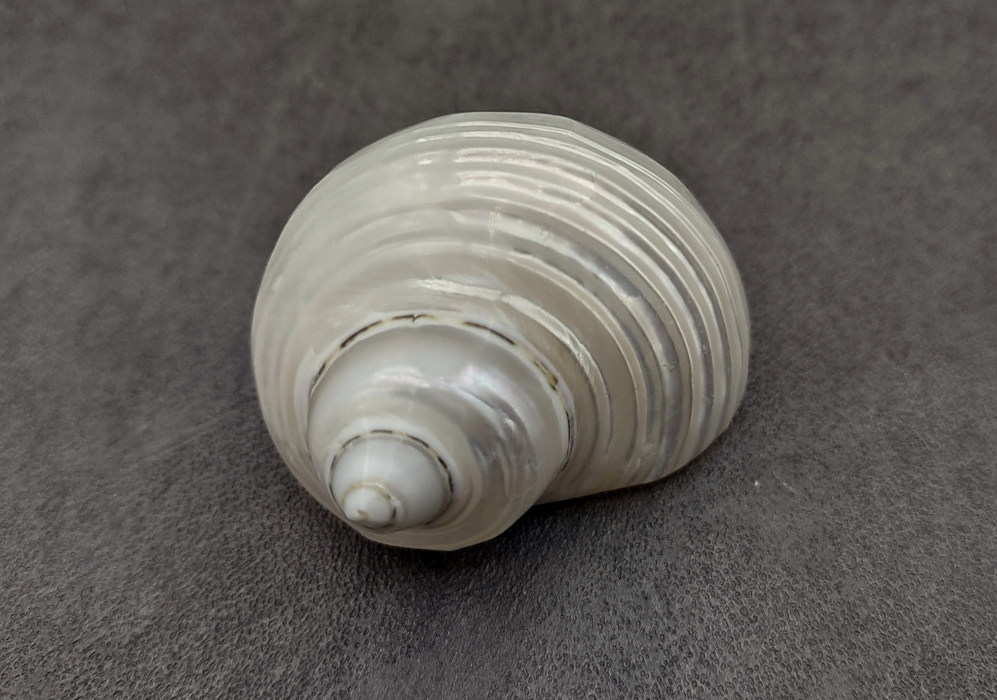 Pearlized Jade Turbo Shell - Turbo Burgessi - (2 shells approx. 2 inches) on dark background. Copyright 2024 SeaShellSupply.com.