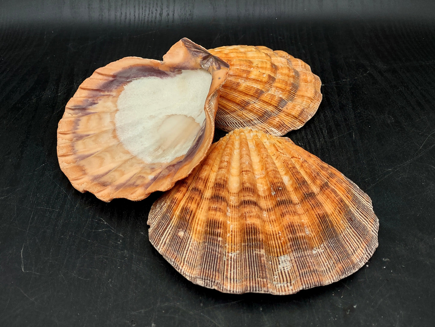 Orange Lion's Paw Scallop Seashell Pecten Subnodosus (1 shell approx. 5+ inches) Great shell for ocean decoration art projects & crafting!