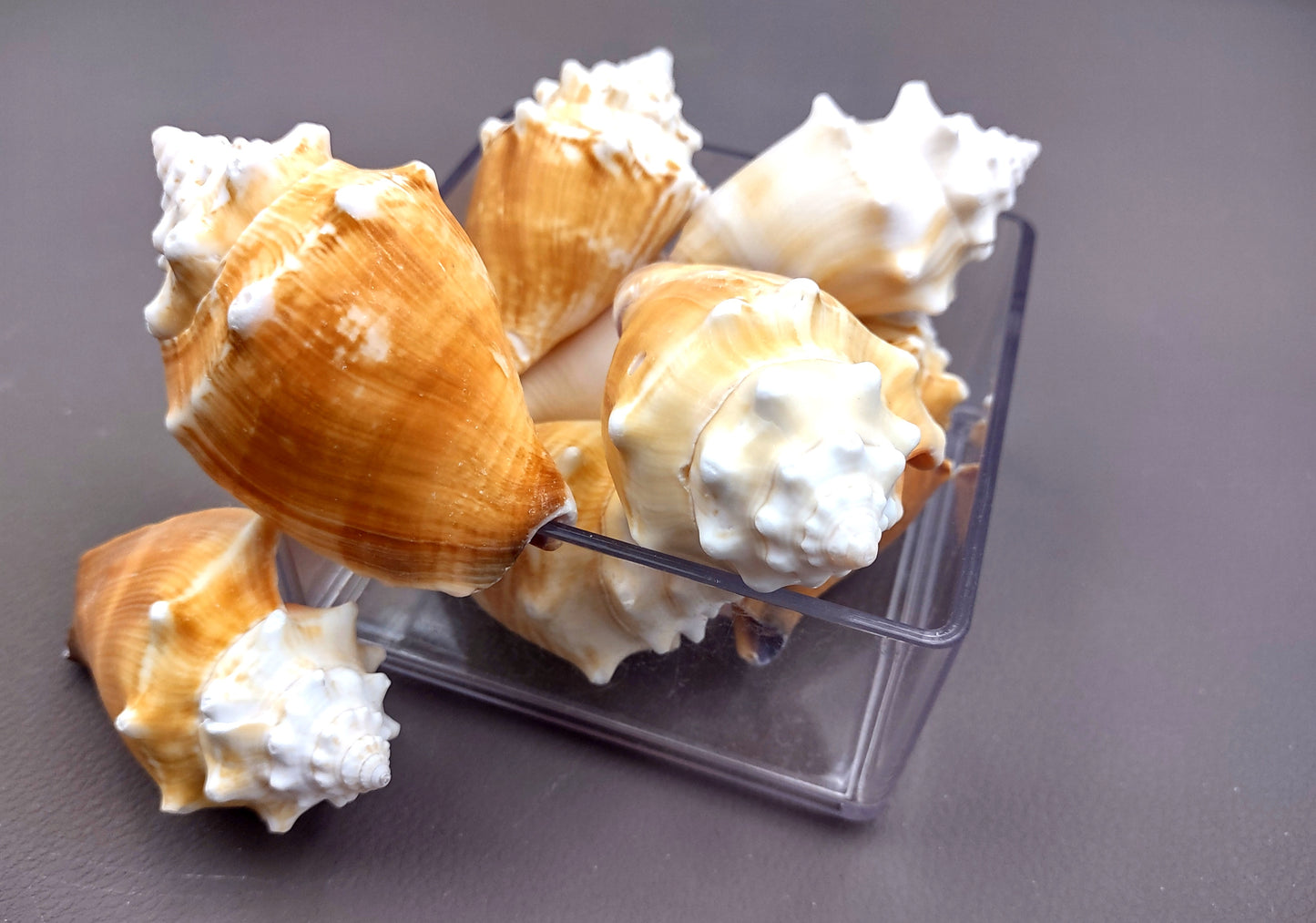 Florida Fighting Conch Seashell - Strombus Pugilus - (2 shells 2-3 inches). Orange tinted shells knobby shells. Copyright 2024 SeaShellSupply.com.