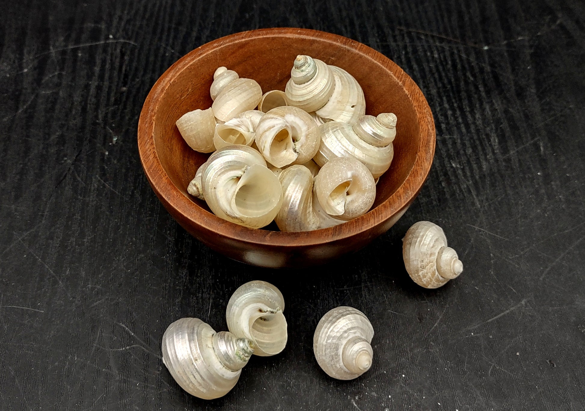 Pearlized Turbo Seashells (10 pcs.). Pile of spiral white glazed shells with medium sized openings. Copyright 2022 SeaShellSupply.com.