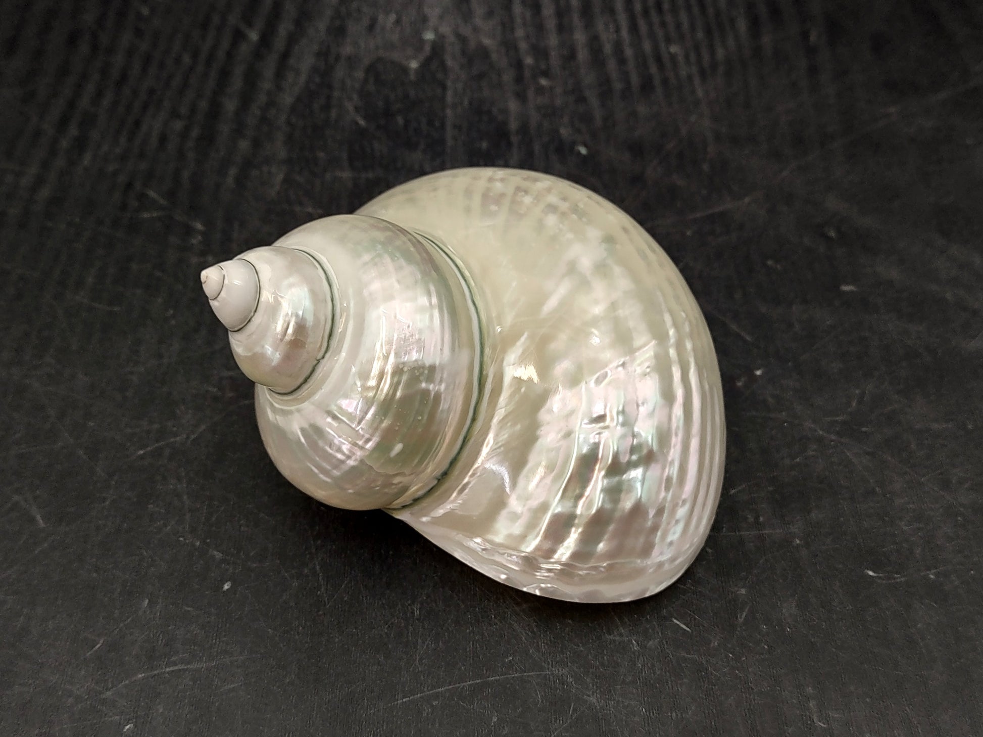 Pearlized Jade Turbo Shell (4 inches) - Turbo Burgessi. Two shiny and sort of reflective shells, one pointing to show the spiral and one showing the opening. Copyright 2022 SeaShellSupply.com.