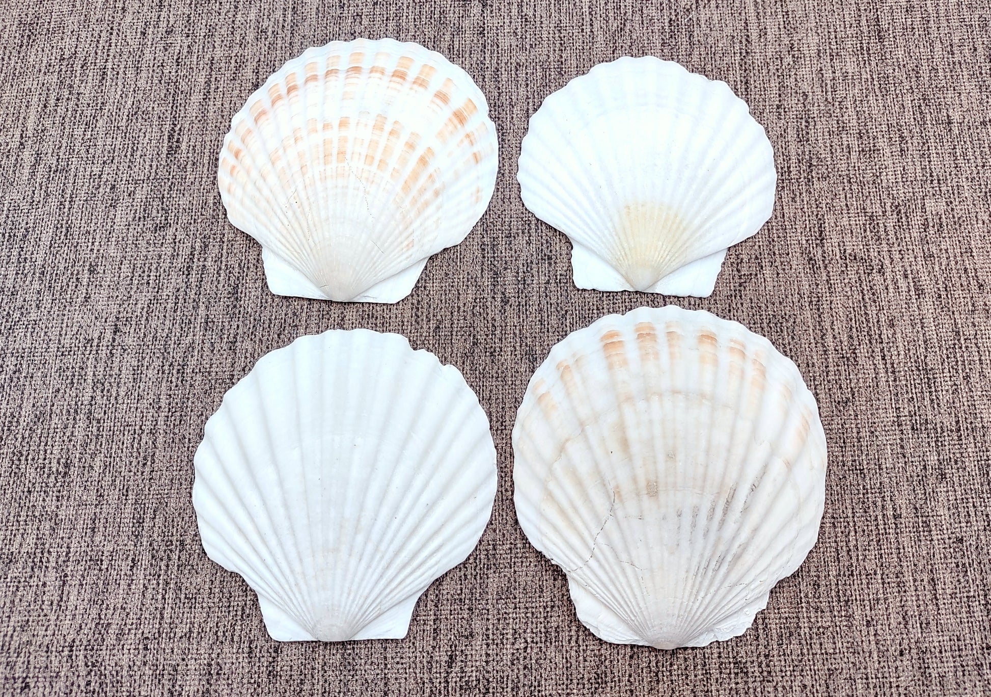 Irish Deep Baking Scallop Seashells - Pecten Yessoensis - (4 shells approx. 3 - 4")
4 white scallop sea shells on a stone background
Copyright 2022 SeaShellSupply.com