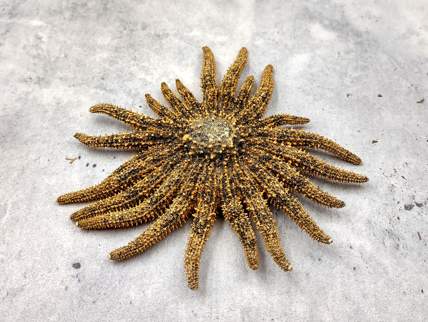 Mexican Sun Star Heliaster Kubiniji (1 starfish approx. 4+ inches) Great shells for coastal crafting décor & collections!