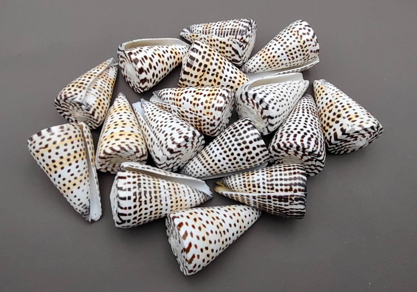 Lettered/Alphabet Cone Seashell - Conus Litteratus - (1 shell approx. 3-4 inches). one multi row and spotted shell. Copyright 2022 SeaShellSupply.com.