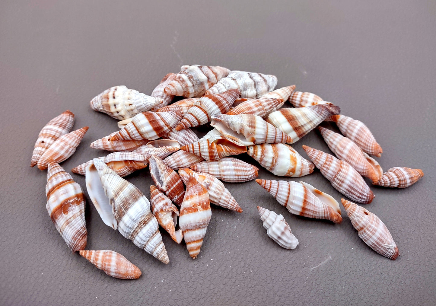 Assorted Miter Seashells (appx. 22-25 pcs.). Multiple red and orange shaded spiral ribbed shells in a pile. Copyright 2024 SeaShellSupply.com.