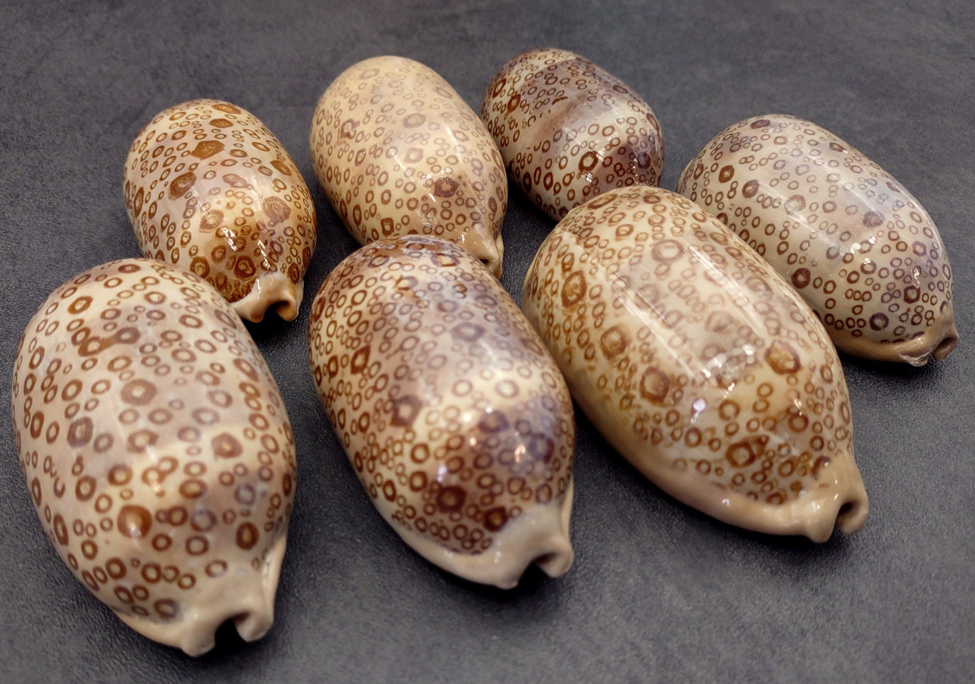 Eyed Cowrie Seashell - Cypraea Argus - (1 shell approx. 2.5-3 inches). Two shells, one showing the ribbed jagged edge of the wrapping of the shell and the other showing the outside design. Copyright 2022 SeaShellSupply.com.