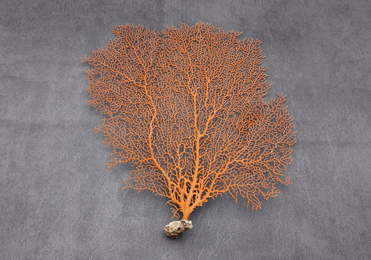 Red-Orange Sea Fan - Echinogorgia SP - (1 fan approx. 10-12 inches). One red fan with large intricate branches. Copyright 2022 SeaShellSupply.com.