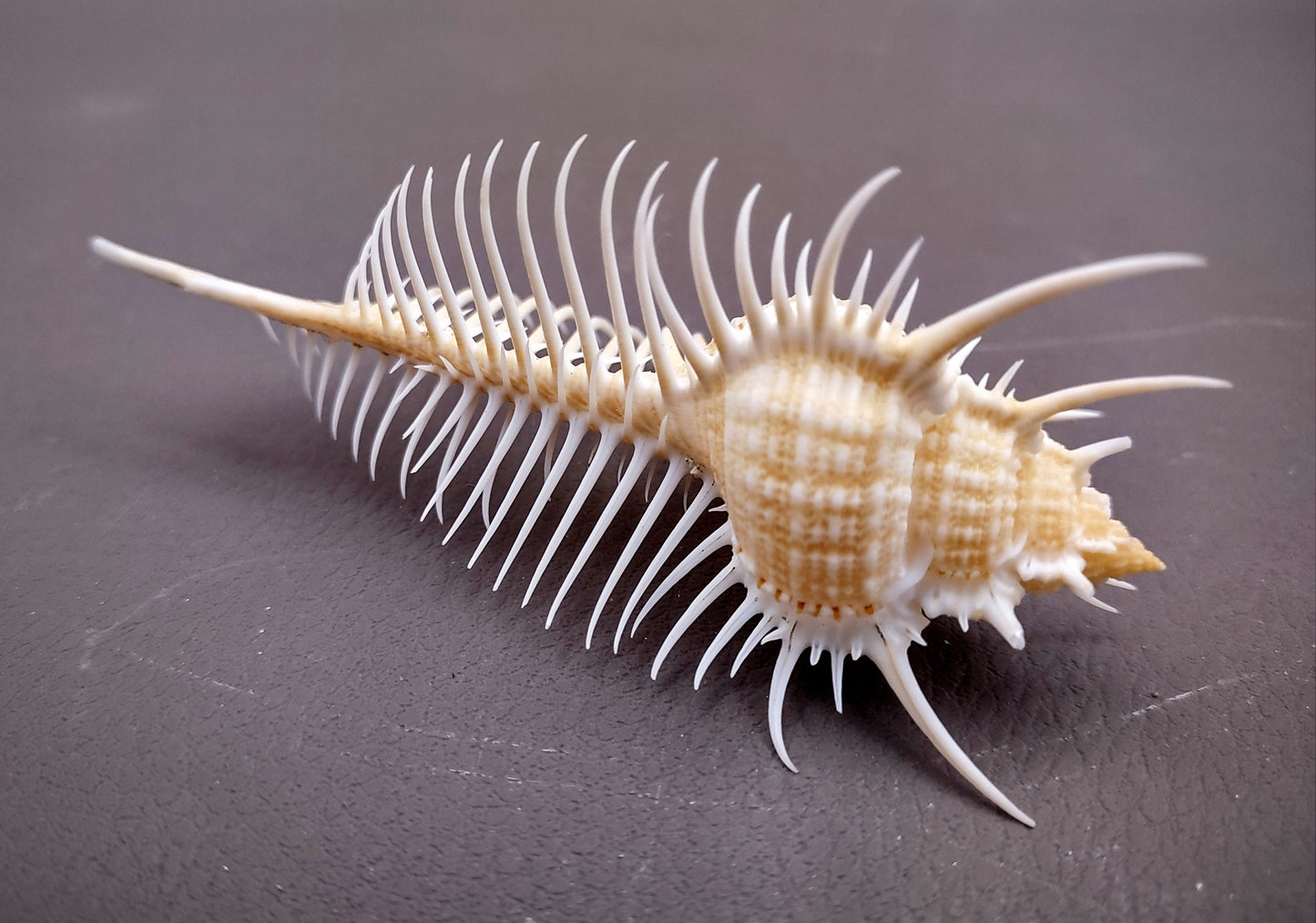 Venus Comb Murex Seashell - Murex Pecten - (1 shell approx. 4-5 inches). One wide elongated spiral shell with spike like arms poking out. Copyright 2024 SeaShellSupply.com