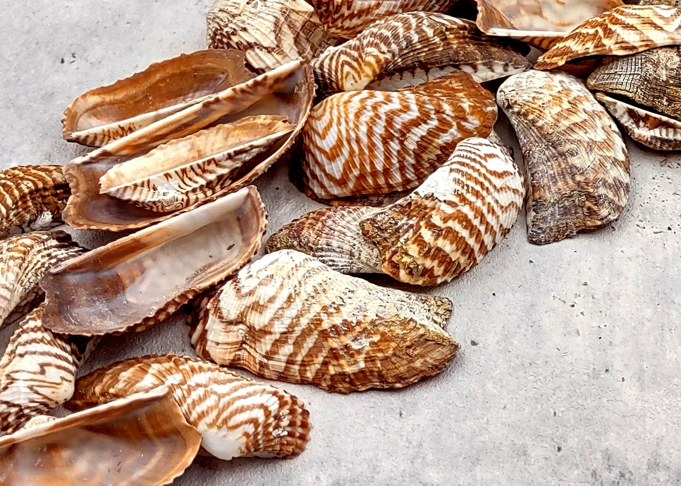 Turkey Wing Seashells (20 pcs.) - Arca Zebra. Multiple white and tan stripped shells with a wide opening. Copyright 2024 SeaShellSupply.com.