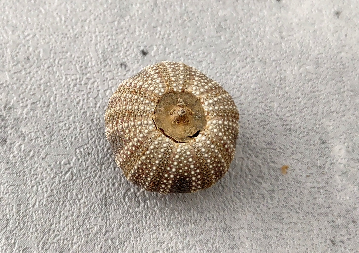 Black Tuxedo Urchin (.5 inches) - Tripneustes Gratilla. One brown, purple, tan, and green shaded Urchin. Copyright 2022 SeaShellSupply.com.