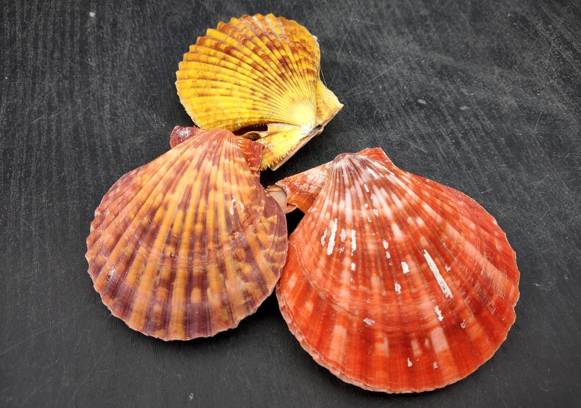 Noble Scallop Seashell Pairs Pecten Nobilis (3 shell pairs approx. 2.5+ inches). Copyright 2024 SeashellSupply.com