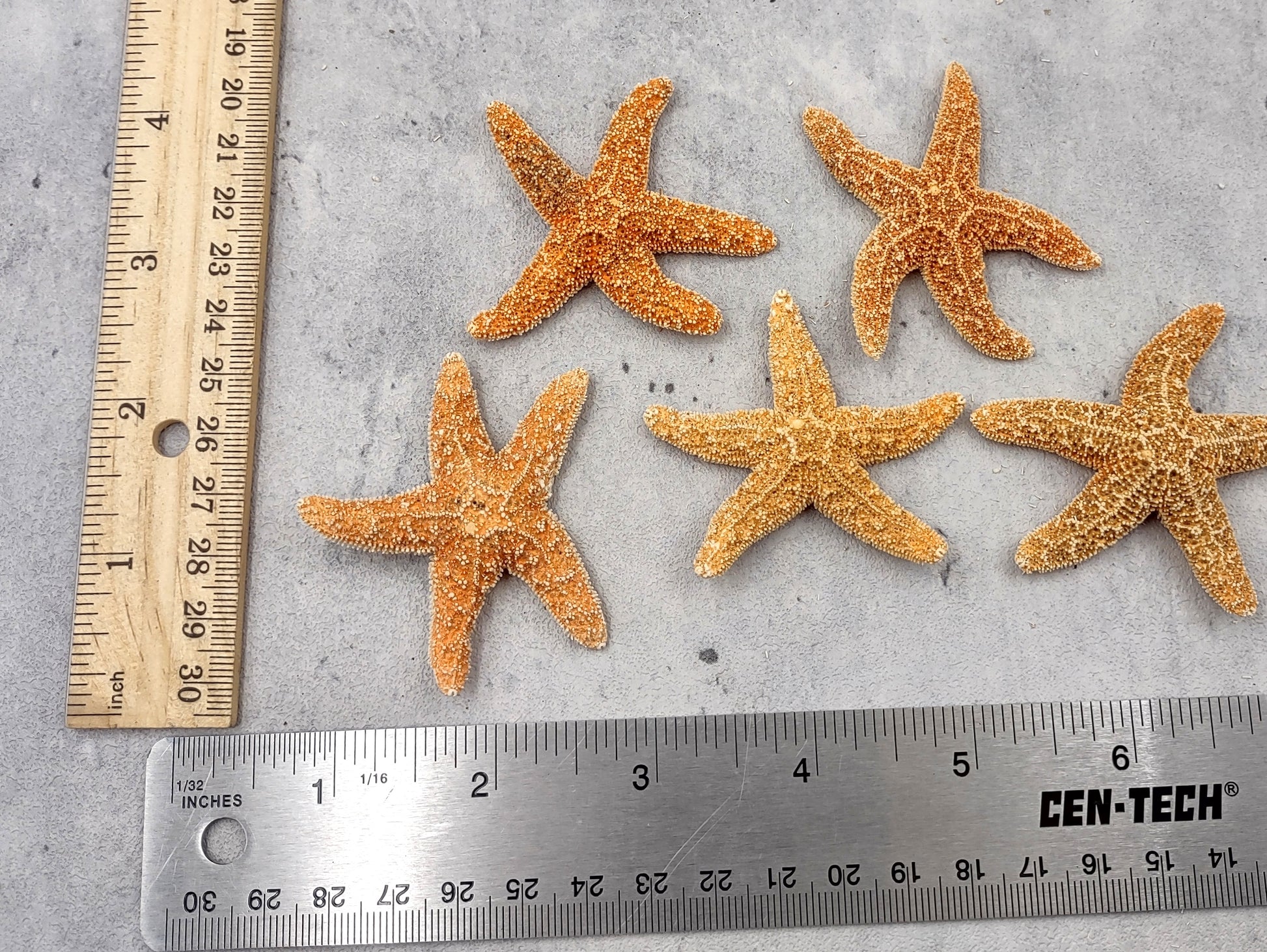 Small Sugar Starfish Piaster Ochraceus (2 starfish approx. 2+ inches) Perfect shells for coastal crafting décor & collections! Sand-colored textured Starfish. Copyright 2024 SeaShellSupply.com