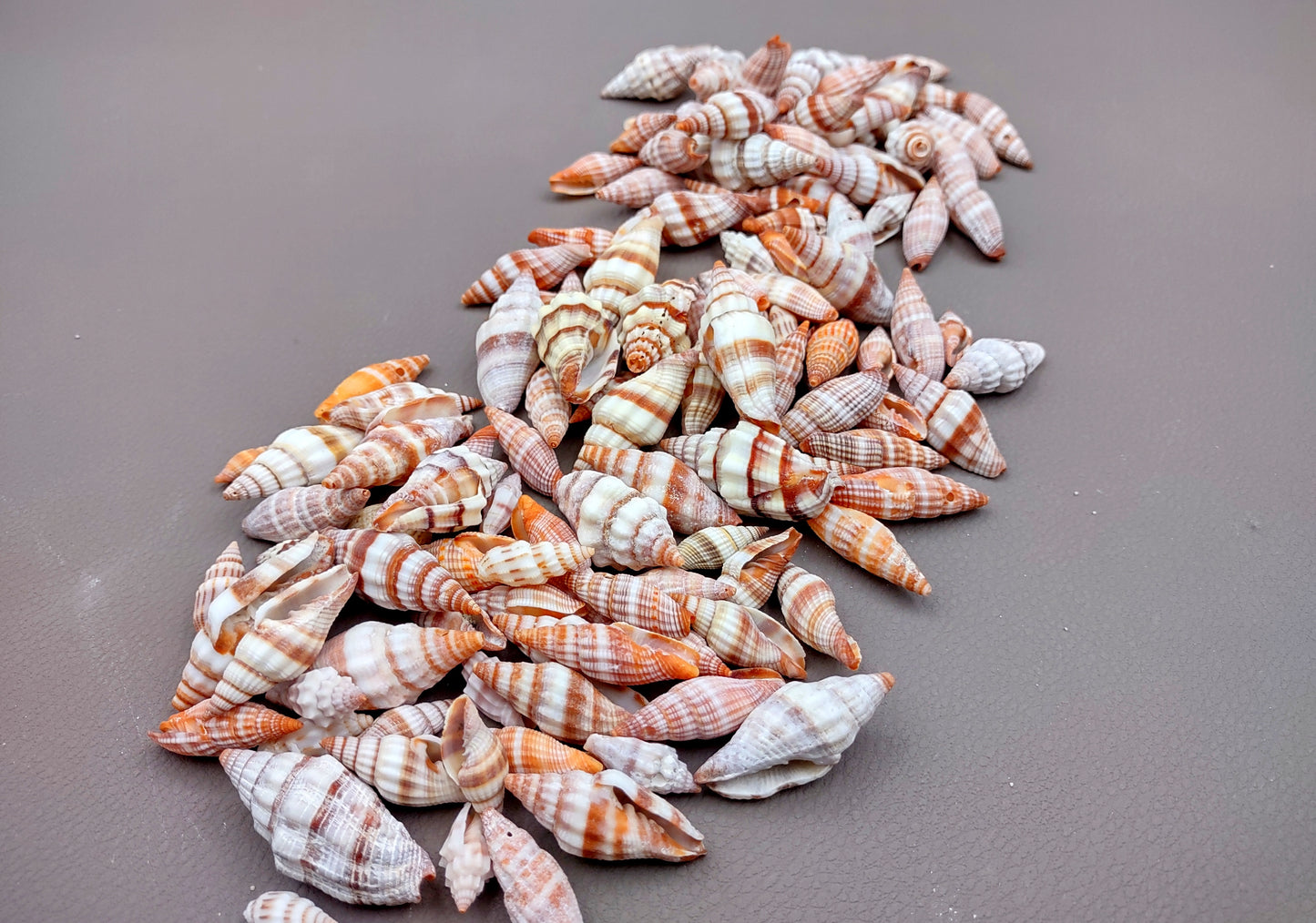 Assorted Miter Seashells (appx. 22-25 pcs.). Multiple red and orange shaded spiral ribbed shells in a pile. Copyright 2024 SeaShellSupply.com.