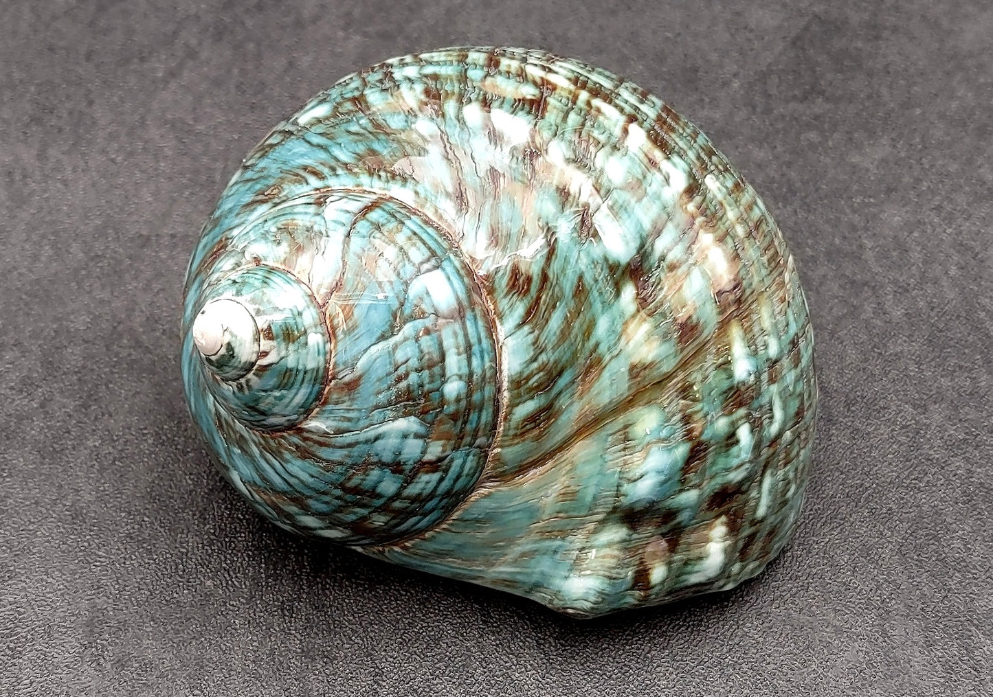 Polished Green Jade Turbo Shell Turbo Burgessi (1 shell approx. 3.5+ inches) Smooth Green Shell for Hermit Crab Home Display & Collecting!