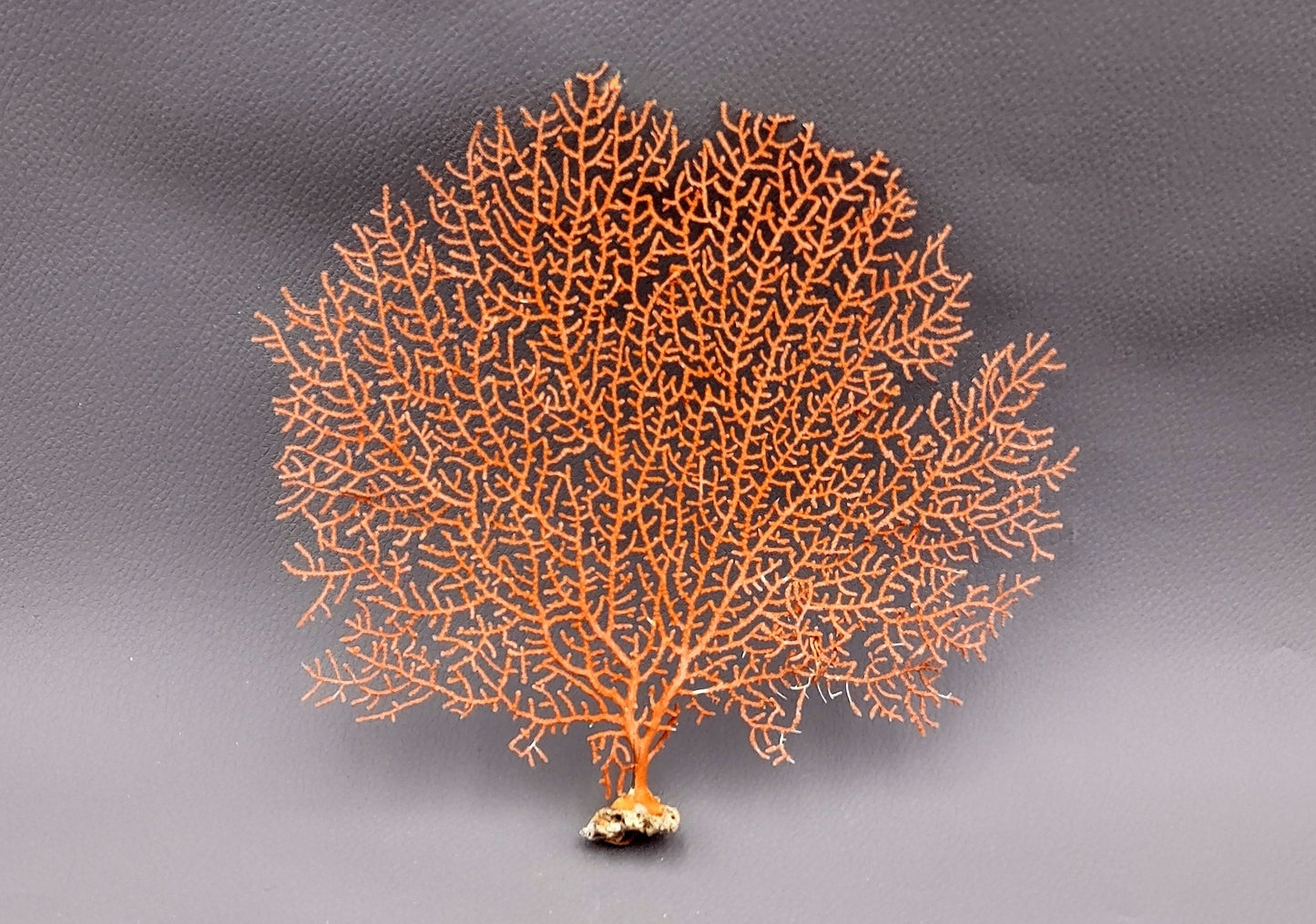 Red-Orange Sea Fan - Echinogorgia SP - (1 fan approx. 5-7 inches) on dark background. Copyright 2022 SeaShellSupply.com.