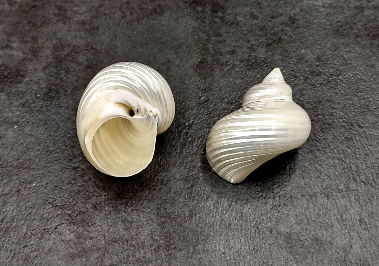 Pearlized Silver Mouth Turbo Seashells Turbo Argyrostoma (2 shells approx. 2+ inches) For hermit crabs art projects crafts & collecting!