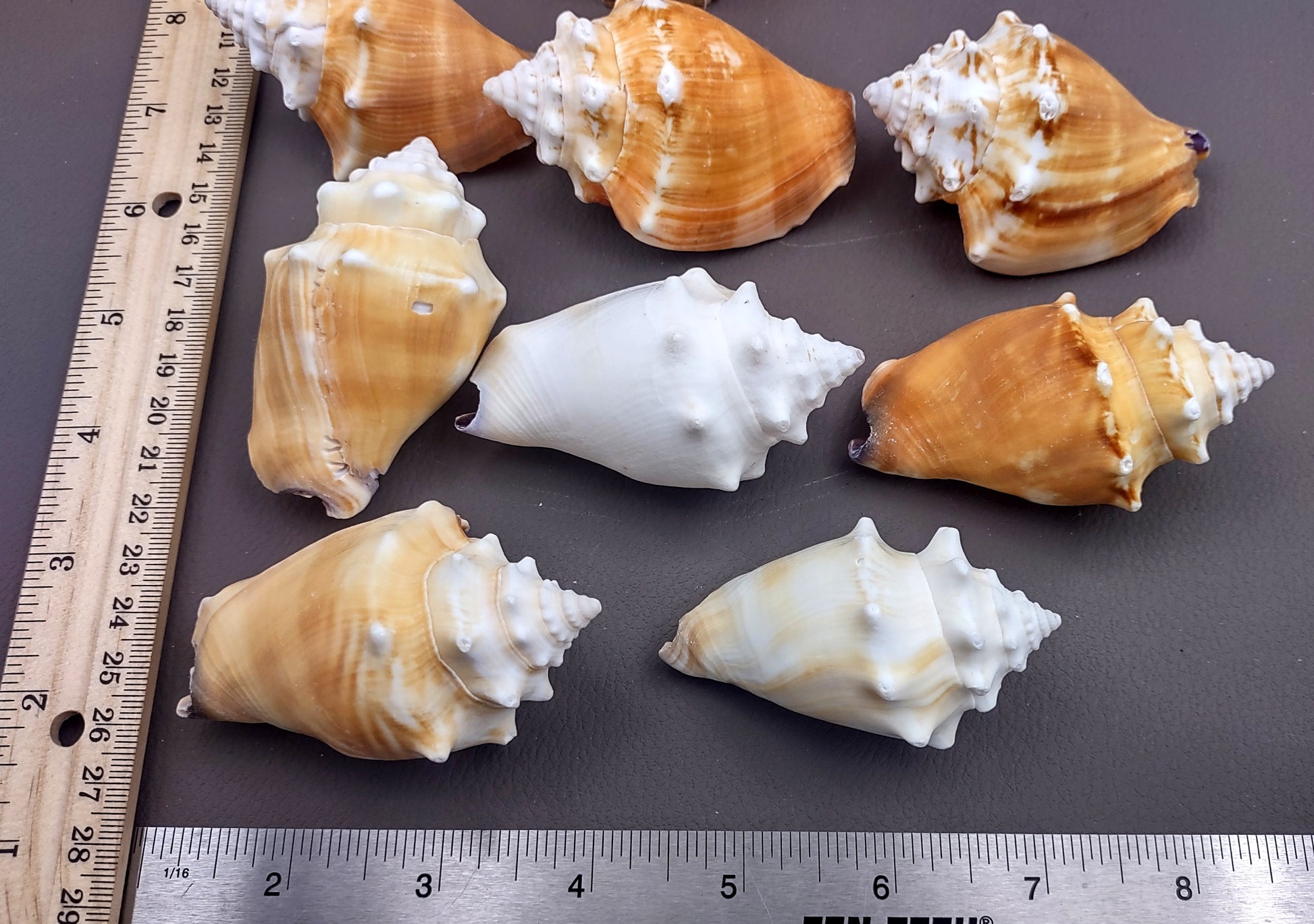 Florida Fighting Conch Seashell - Strombus Pugilus - (2 shells 2-3 inches). Orange tinted shells knobby shells. Copyright 2024 SeaShellSupply.com.