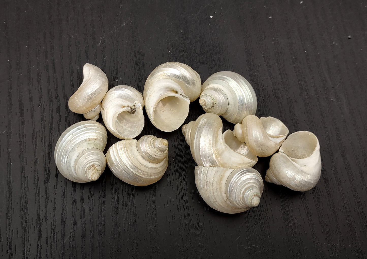 Pearlized Turbo Seashells (10 pcs.). Pile of spiral white glazed shells with medium sized openings. Copyright 2022 SeaShellSupply.com.