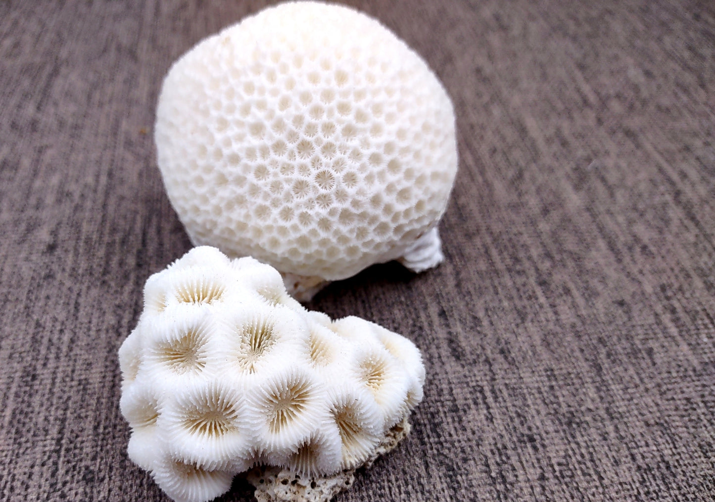 Farm Grown White Brain Coral (1 coral approx. 2+ inches) Earth friendly, display ready, sustainably grown & sourced! Textured round coral, white.  Copy right 2024 SeaShellMart.com
