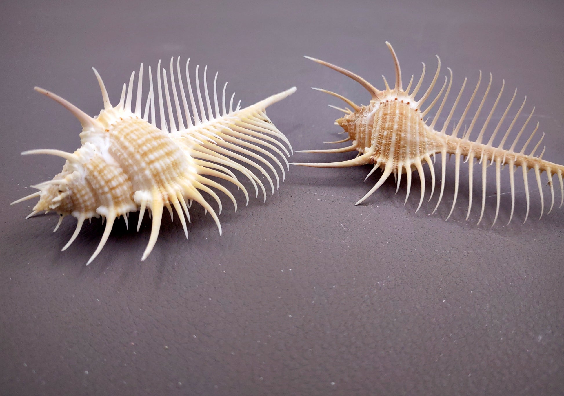 Venus Comb Murex Seashell - Murex Pecten - (1 shell approx. 4-5 inches). One wide elongated spiral shell with spike like arms poking out. Copyright 2024 SeaShellSupply.com