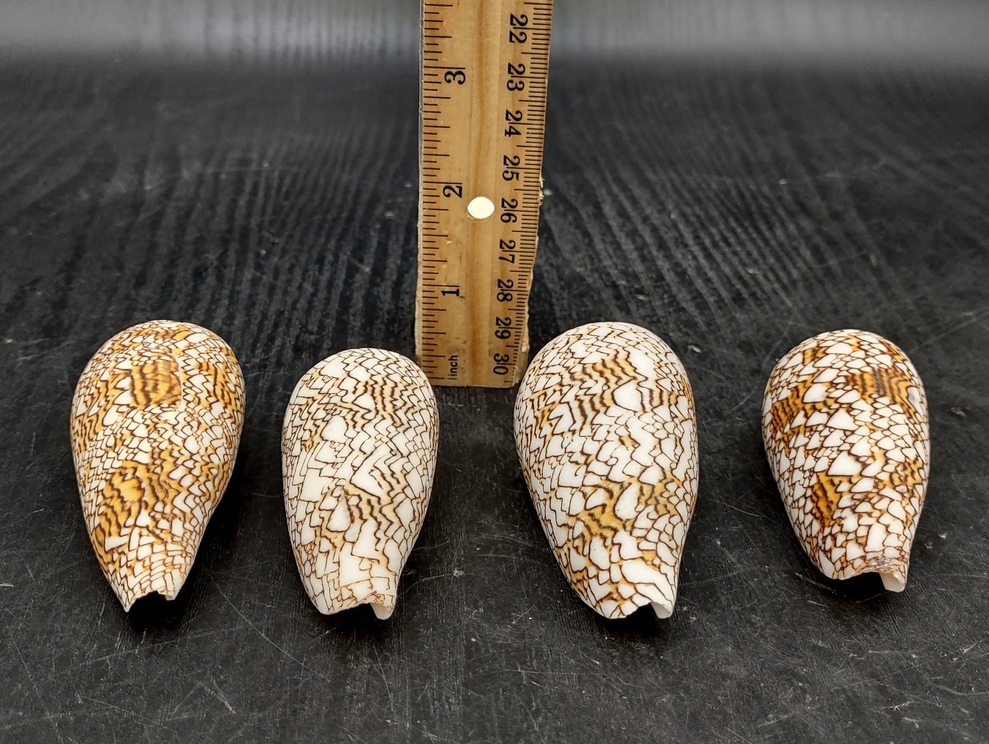 Cloth of Gold Cone Seashell - Conus Textile - (1 shell approx. 2.5-3 inches). One white, brown, and orange patterned beautiful shell with almost a mountain like pattern. Copyright 2022 SeaShellSupply.com.