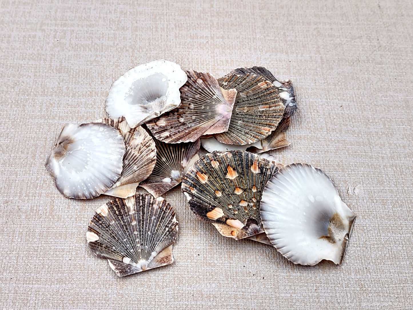 Flat Pixie Scallop Seashells Pecten (approx. half cup 10+ shells 0.5-1+ inches) Perfect shells for coastal crafting décor & collections!