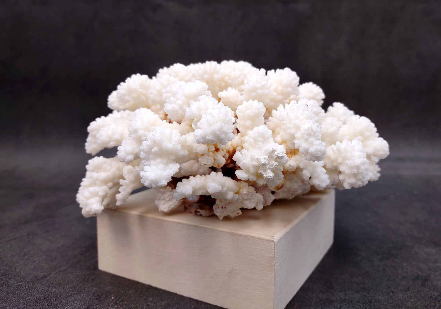 Brownstem White Coral Cluster Pocillopora Verrucosa (1 coral approx. 6.2L x 3H x 5.5D inches) Coral for coastal collections & display!