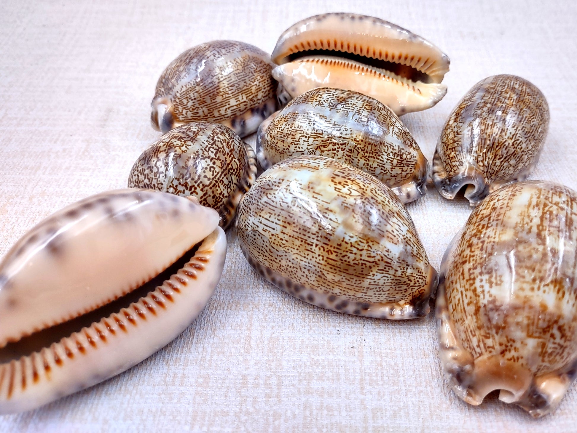 Large Arabic Cowrie Seashells Cypraea Arabica (2 shells approx. 2+ inches) Beautiful shells for any coastal crafting or décor! Brown and white spotted wrapped shells. Copyright 2024 SeaShellMart.com