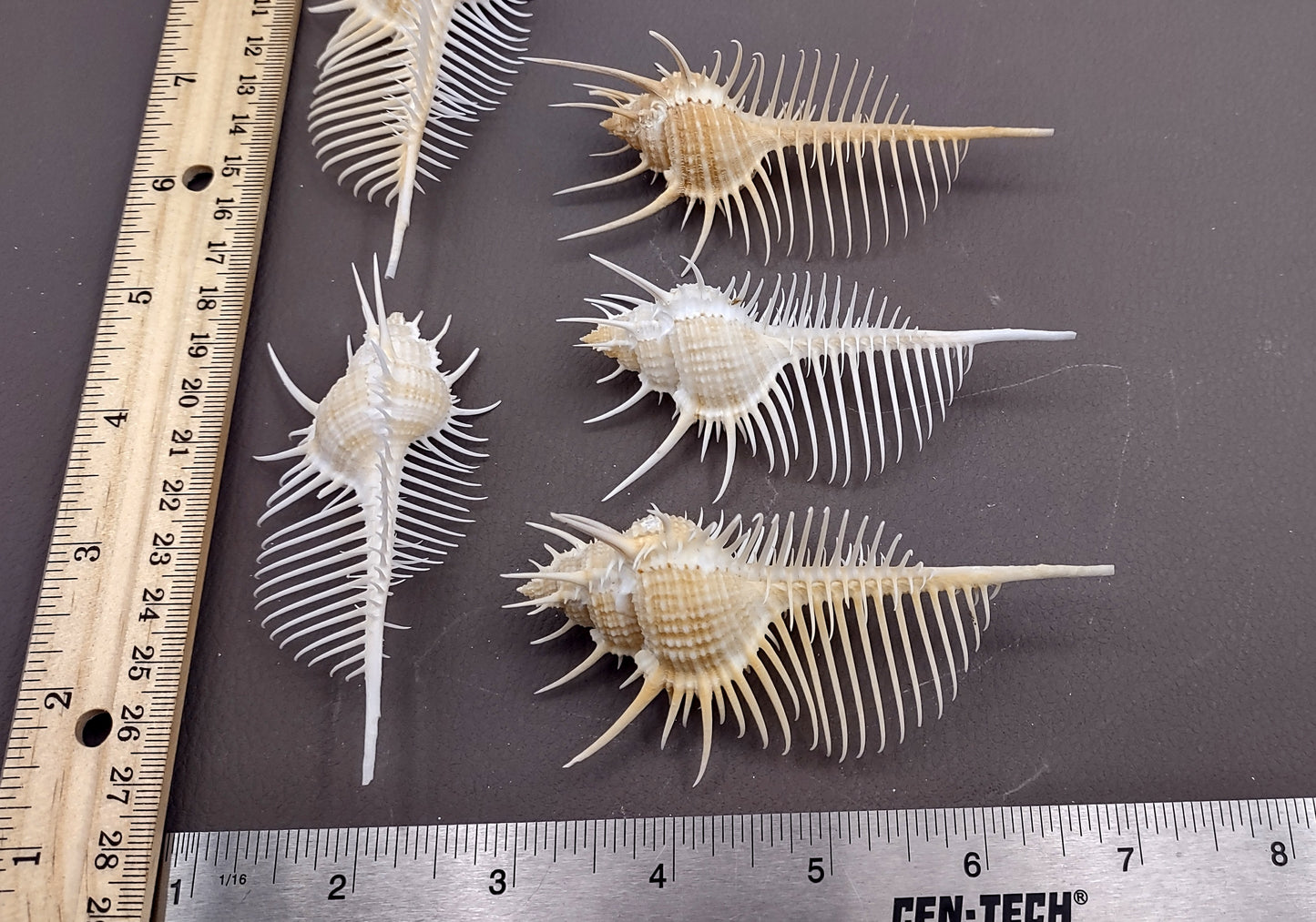 Venus Comb Murex Seashell - Murex Pecten - (1 shell approx. 4-5 inches). One wide elongated spiral shell with spike like arms poking out. Copyright 2024 SeaShellSupply.com