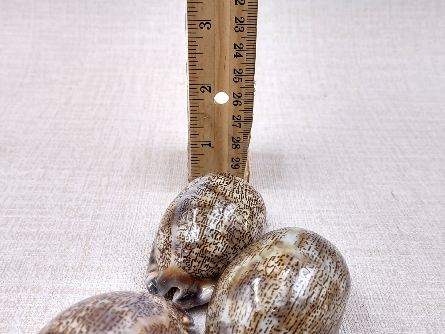 Large Arabic Cowrie Seashells Cypraea Arabica (2 shells approx. 2+ inches) Beautiful shells for any coastal crafting or décor! Brown and white spotted wrapped shells. Copyright 2024 SeaShellMart.com