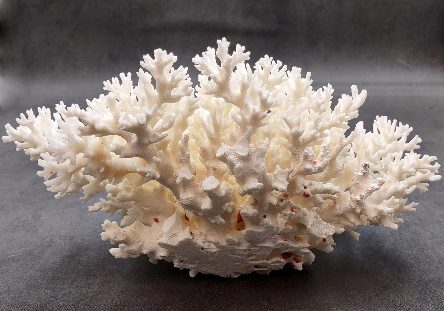 White Lace Coral Large Cluster Pocillopora Damicornis (1 coral approx. 9.5L x 4.25H X 7.5D inches) Unique Addition to Any Nautical Display!